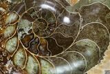 Wide Polished Fossil Ammonite Dish - Madagascar #137405-1